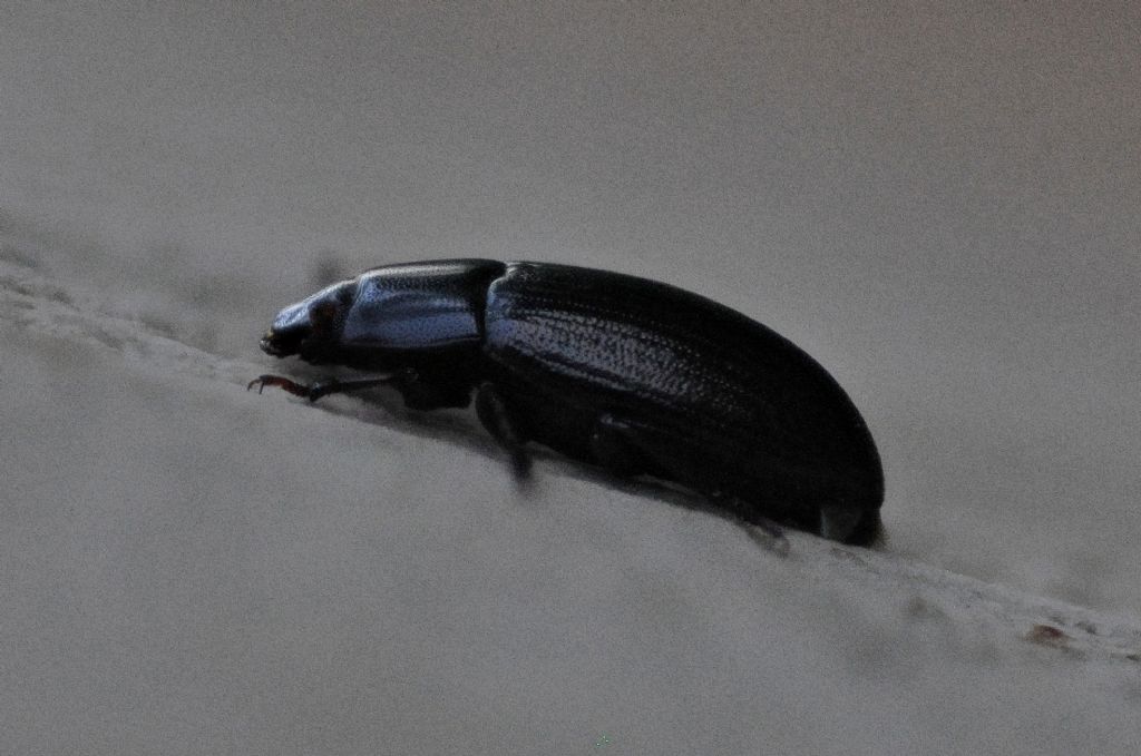 Tenebrionidae: Diaclina fagi